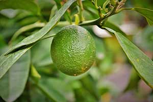 citrus sinensis